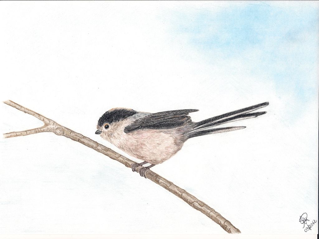 Matite colorate - Codibugnolo